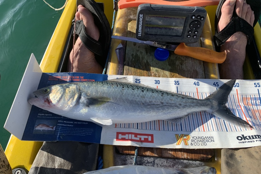 Mark Piskulic caught this 46.0cm Kahawai at Northland during The Export NZ Fishing Competition